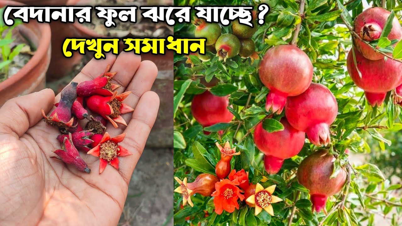 বেদানা গাছের ফুল ঝরে যাচ্ছে | টবের ডালিম গাছের ফুল ঝরা প্রতিরোধ ও পরিচর্যা | Pomegranate Flower Drop