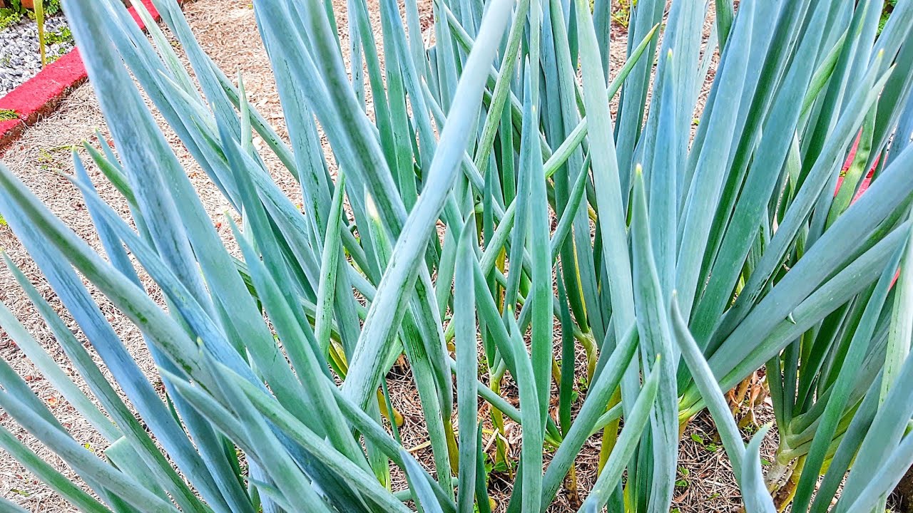 CULTIVO CASEIRO DA CEBOLINHA E SUAS ESPÉCIES.