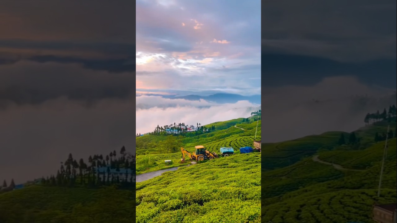 Kanyam ilam #kanyam #ilam #ilamnepal #nature
