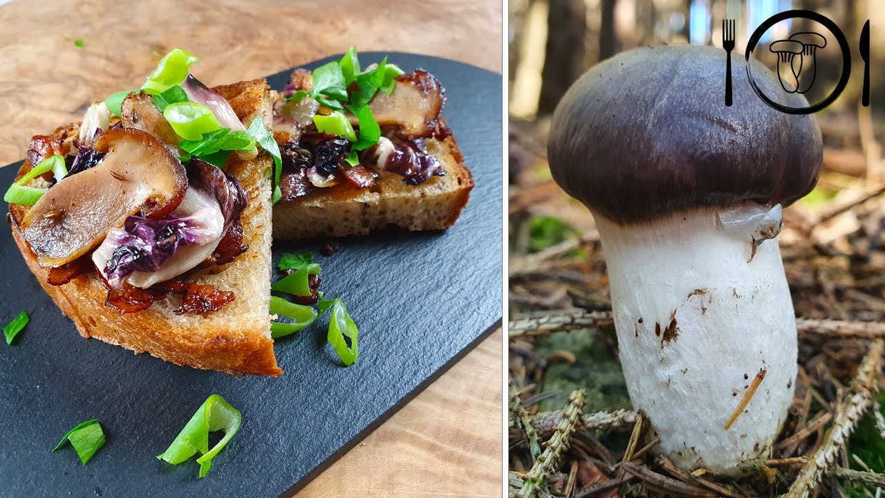 Sliz&aacute;k mazlav&yacute; recept. Houbov&aacute; topinka s houbami a čekankou.