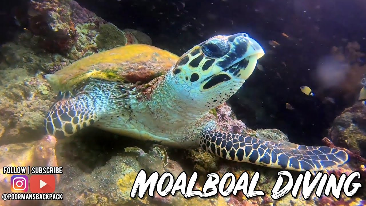 Sea Turtles at Tuble Marine Sanctuary Moalboal | Diving in the Philippines | Cebu Travel Guide