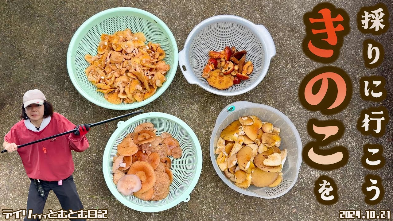きのこを採りに行く🍄 | 熊ちゃんと毒キノコには要注意🚨 |食欲の秋には旬な食べ物を😋