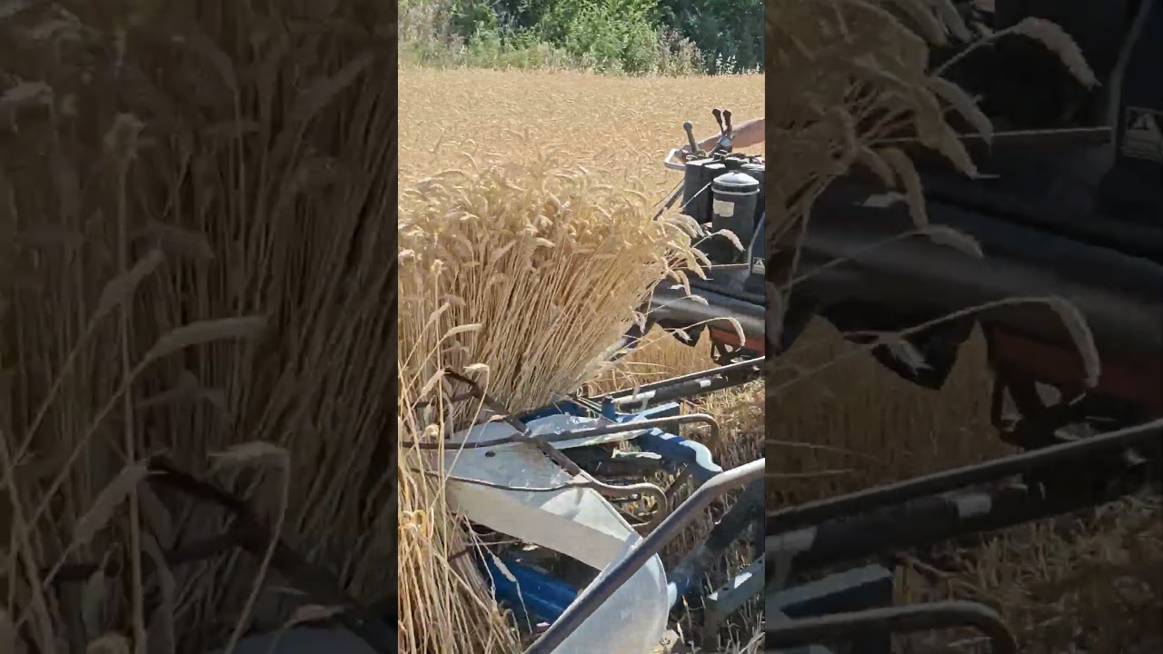 Mietitura con mietilega BCS - grano Ludwig #farming