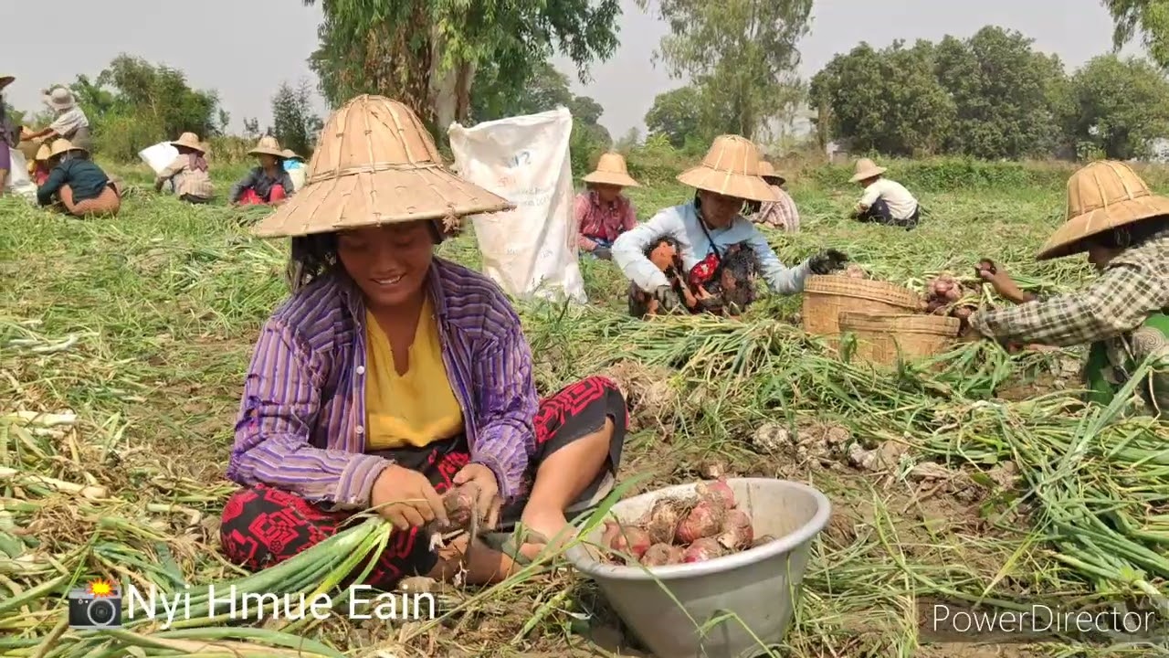 ကြက်သွန်နီ ဖော်ချိန် 📸Nyi Hmue Eain