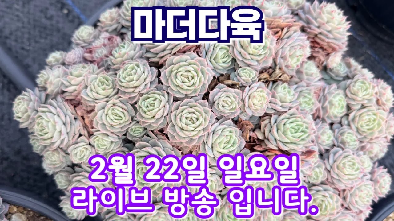 마더다육 2월 22일 일요일 라이브방송 입니다.
