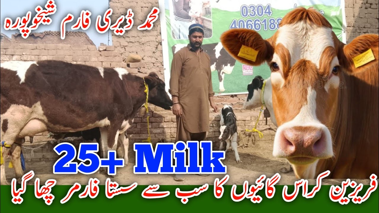 محمد ڈیری فارم شیخوپورہ | Fresian Jersey Cross گائے 25 لیٹر دودھ اور قیمت