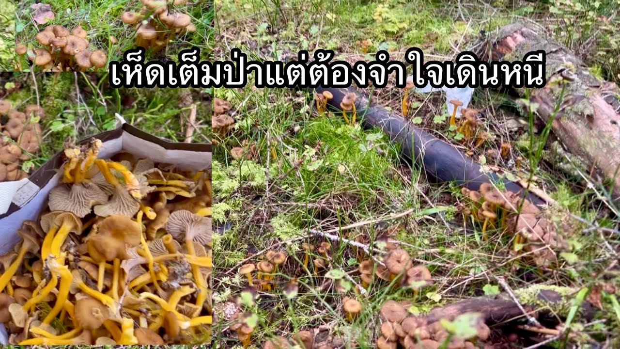 ep8#เสียดายเห็ดเต็มป่าแต่ต้องจำใจเดินหนี