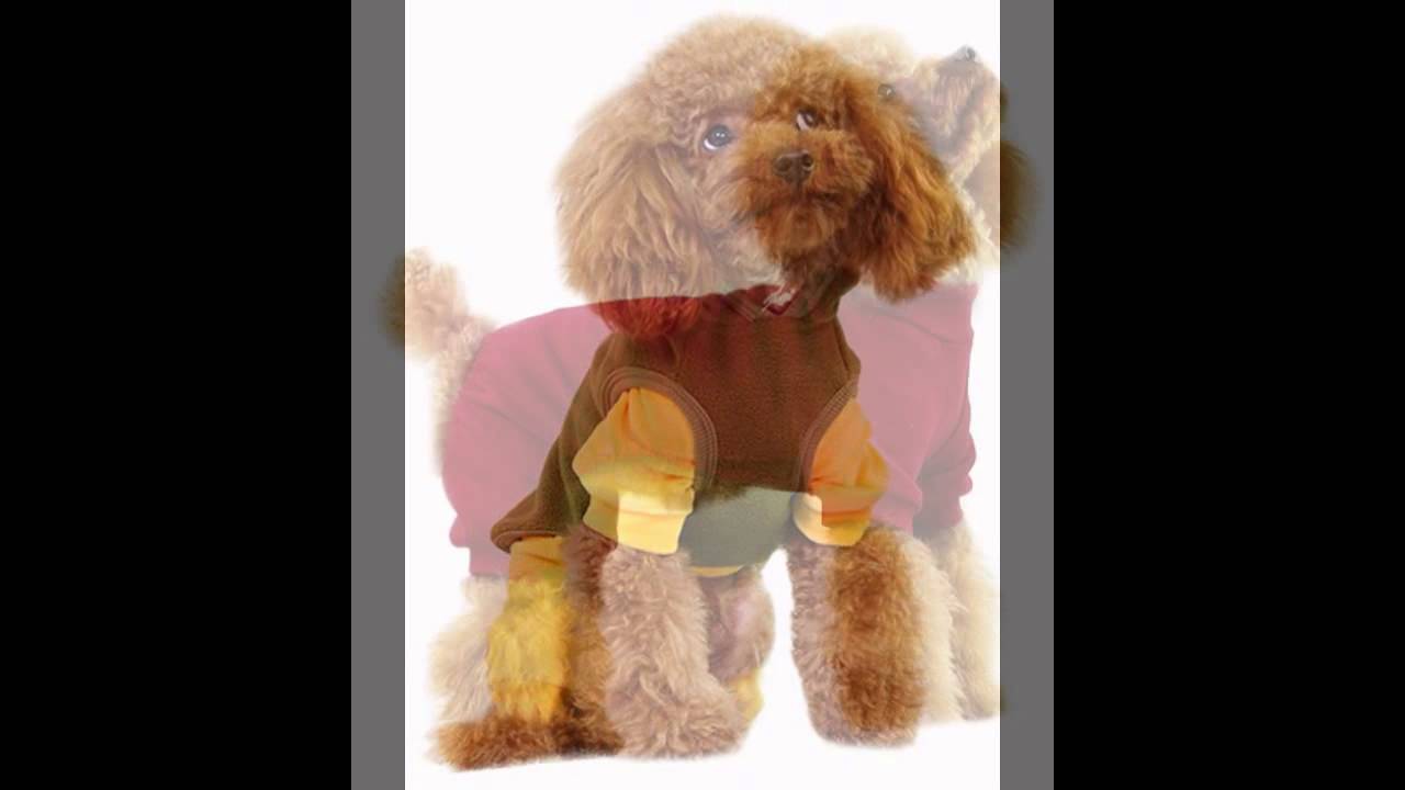 Designer dog clothes & accessories available from Paws couture dog boutique.