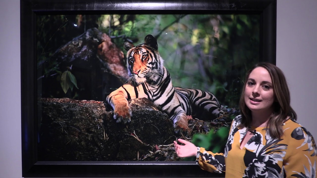 Thomas Mangelsen: A Life in the Wild | Exhibition Tour