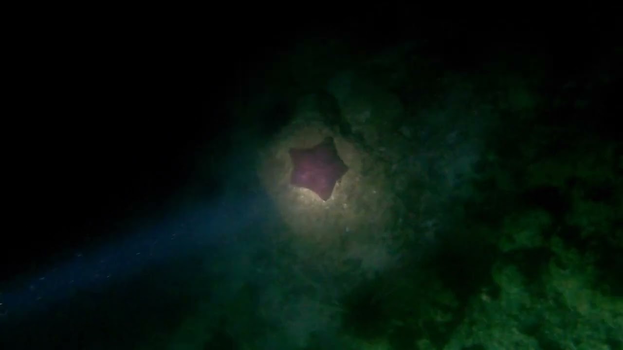 FSDC 20210917 Fujairah Dive part 03 of 03