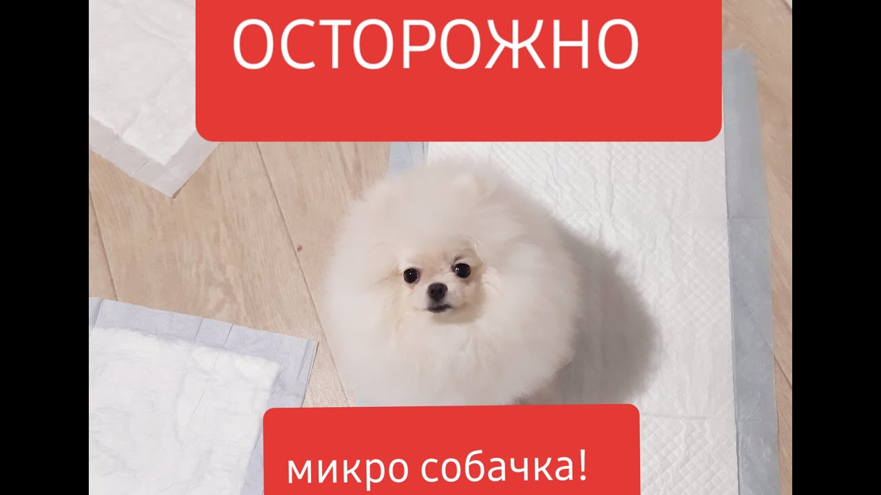 Почему опасно покупать микро собачек!