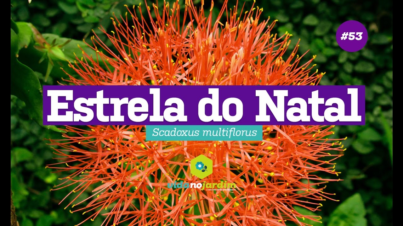 Como cultivar e cuidar Estrela do Natal #53 - Dicas rápidas