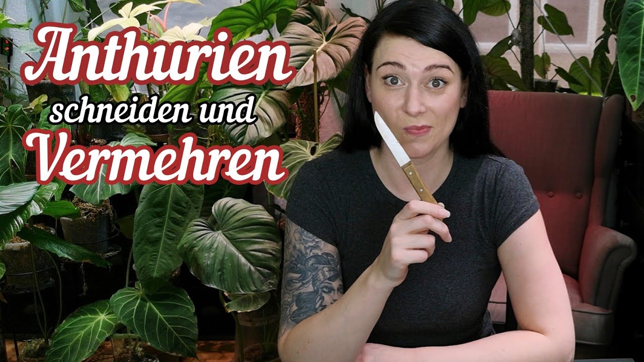 ANTHURIUM  richtig SCHNEIDEN und vermehren | Zimmerpflanzen Pflege