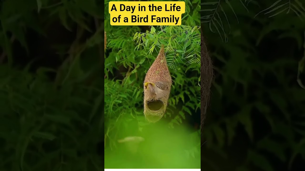 A Day in the Life of a Bird Family #BirdLife#BirdWatching#BirdFamily#BirdLovers