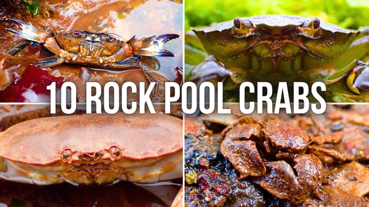 10 Crabs YOU Can Find in UK Rock Pools!