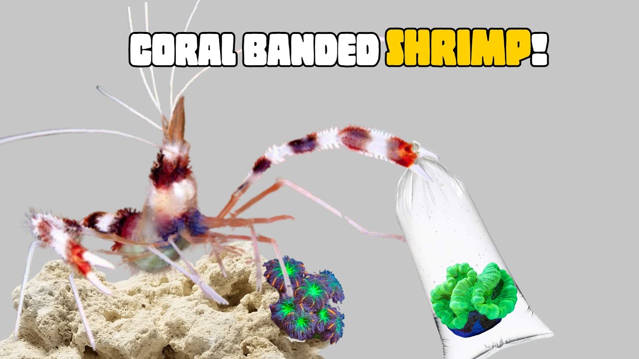 I bought a HUGE Coral Banded Shrimp and 3 NEW Corals for my REEF TANK!