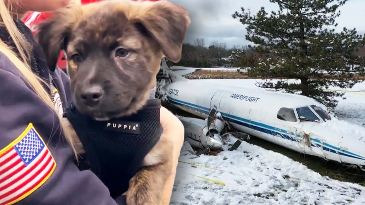 Dogs That Survived Plane Crash Find New Homes With Rescuers