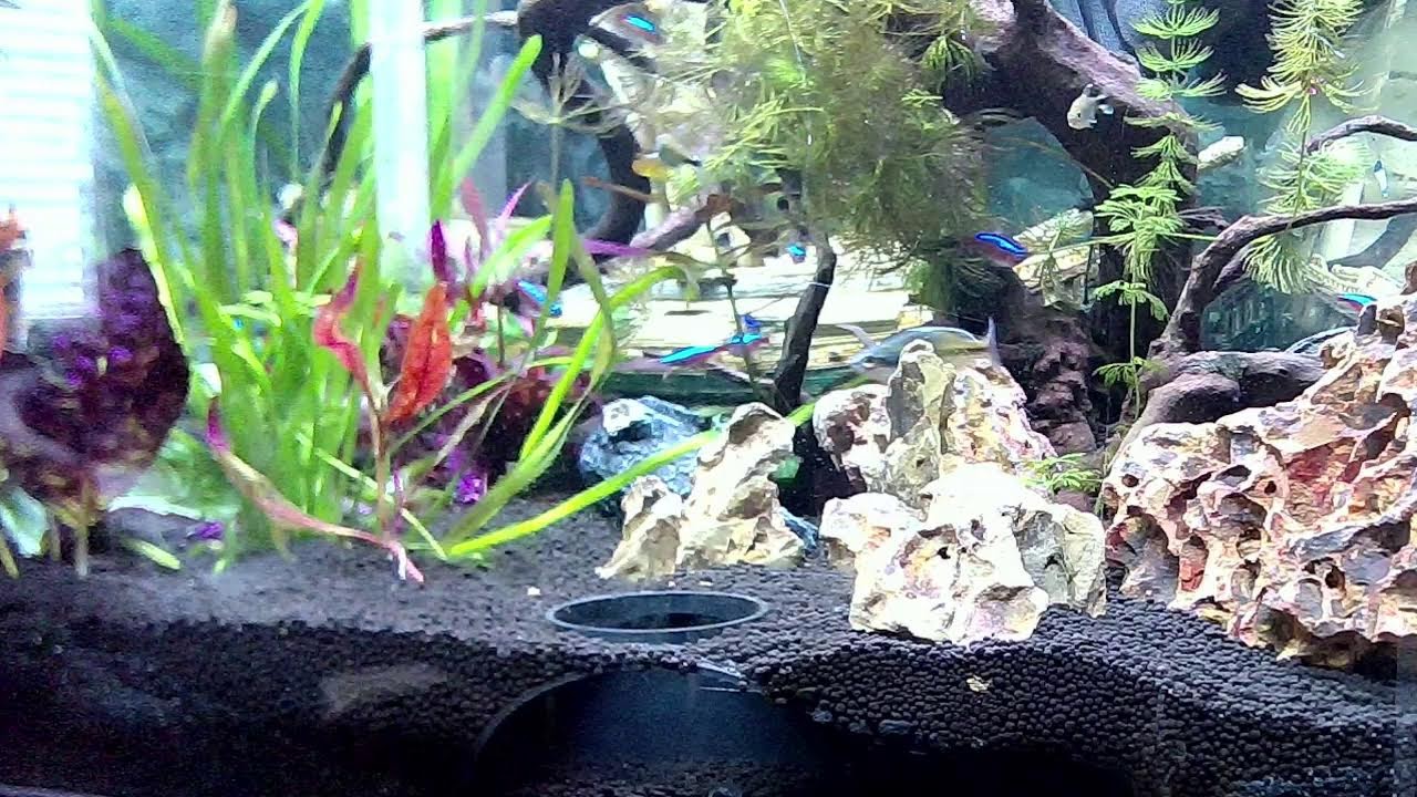 Live tropical aquarium Fishy Tails and cat tv