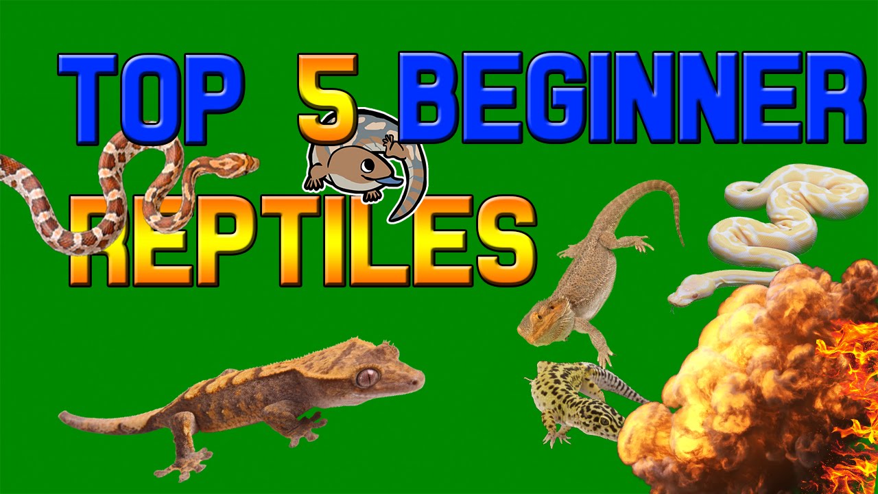 TOP 5 BEGINNER REPTILES