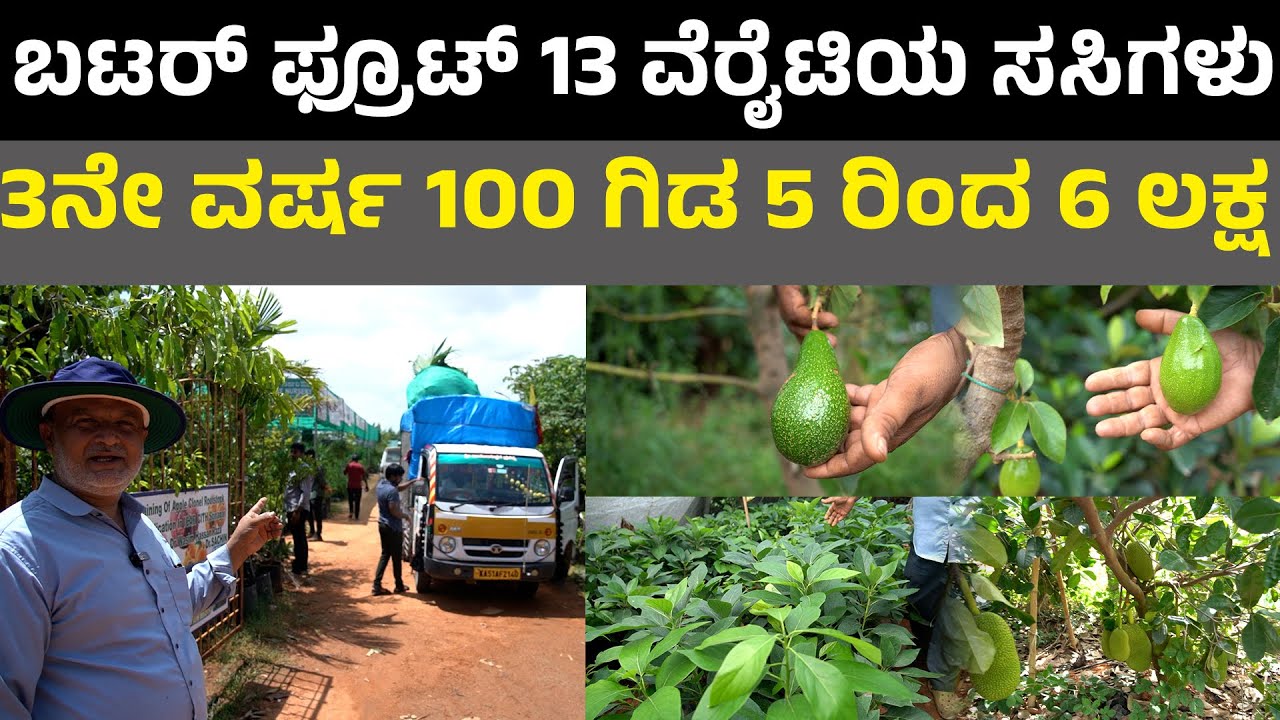 Avocado in kannada 3ನೇ ವರ್ಷ 100 ಗಿಡ 5 ರಿಂದ 6 ಲಕ್ಷ ಆದಾಯ  Bengaluru Nursery Devanahalli I butter fruit