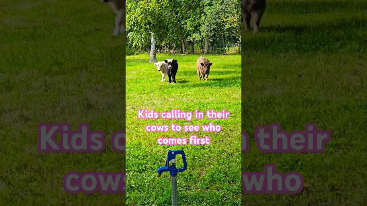 Mine wins #farmanimals #farmkids #farmlife #highlandcow #cow #minicow #highland #highpark #pets