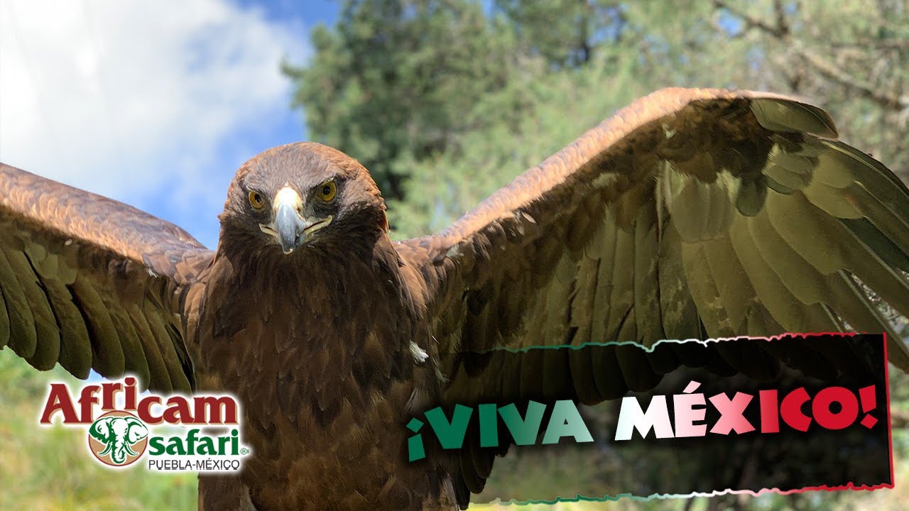¡Viva México! / Águila Real en Africam Safari