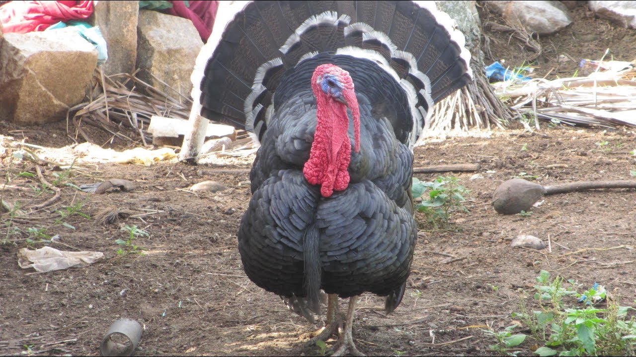 லாபகரமான வான்கோழி வளர்ப்பு/Profitable Turkey rearing