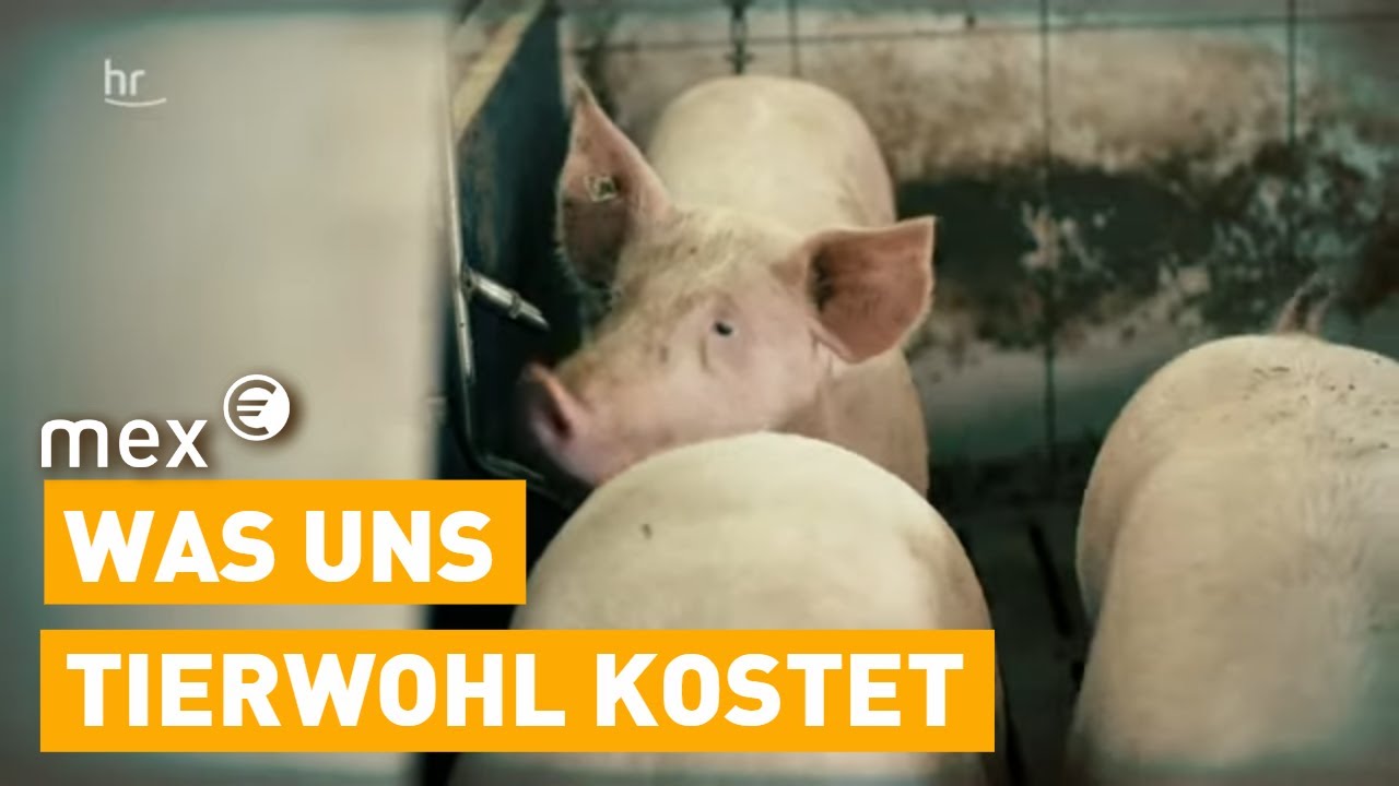 Mehr Tierwohl &ndash; was die Umstellung der Landwirtschaft uns alle kostet | mex
