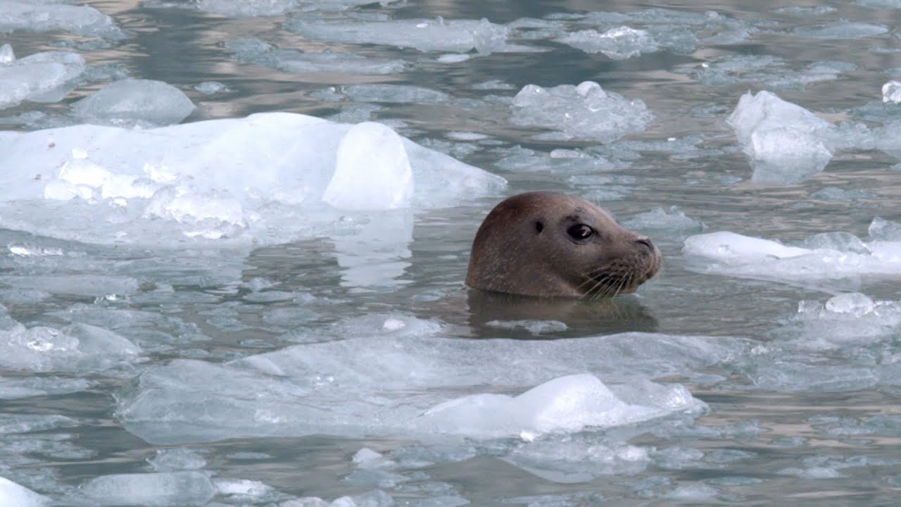 Where Ice and Oceans Meet: Kenai Fjords National Park