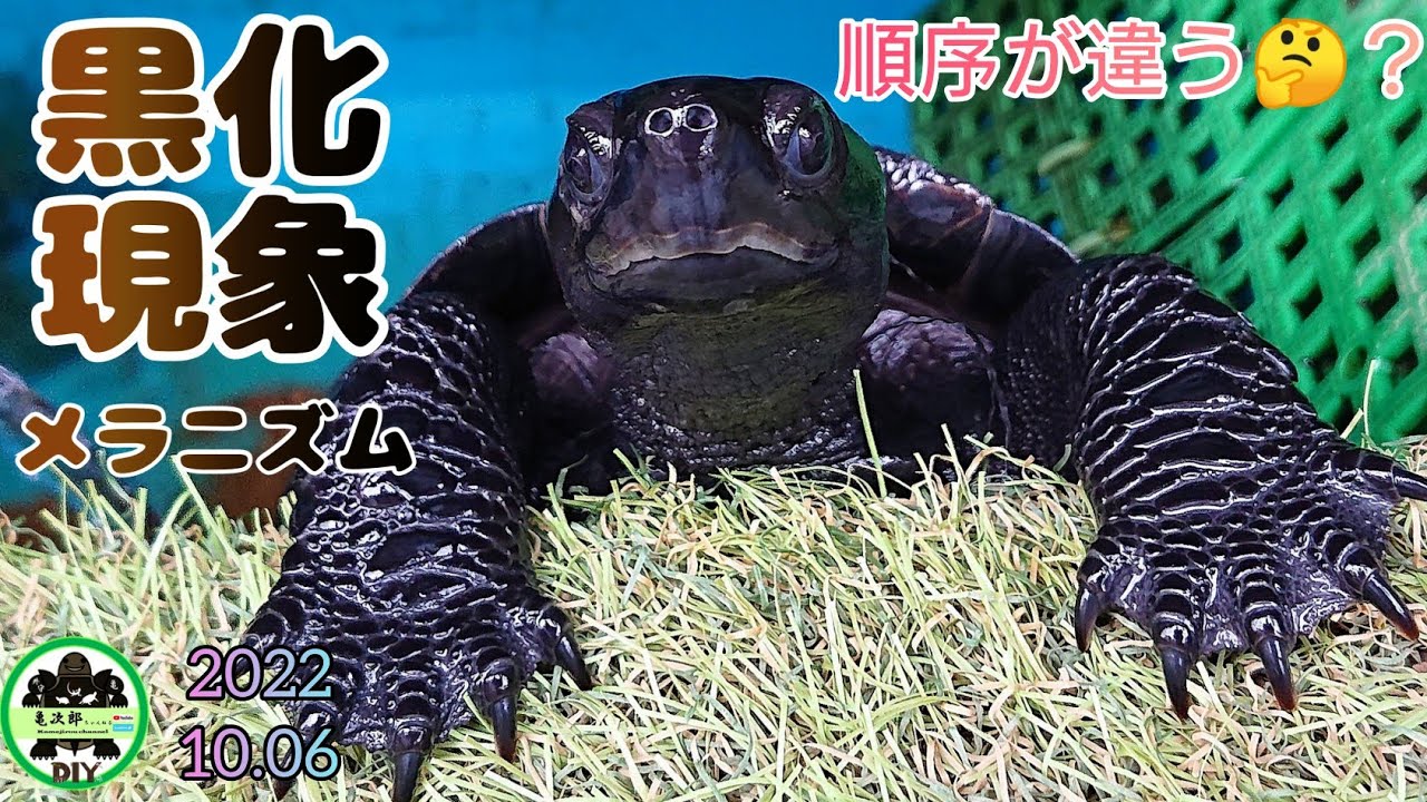 【クサガメ】黒化現象メラニズム
