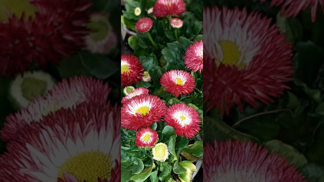 Bells perennis