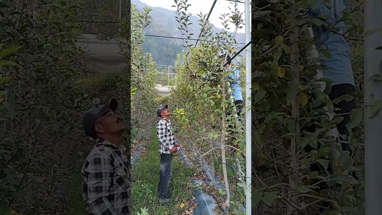 summer pruning