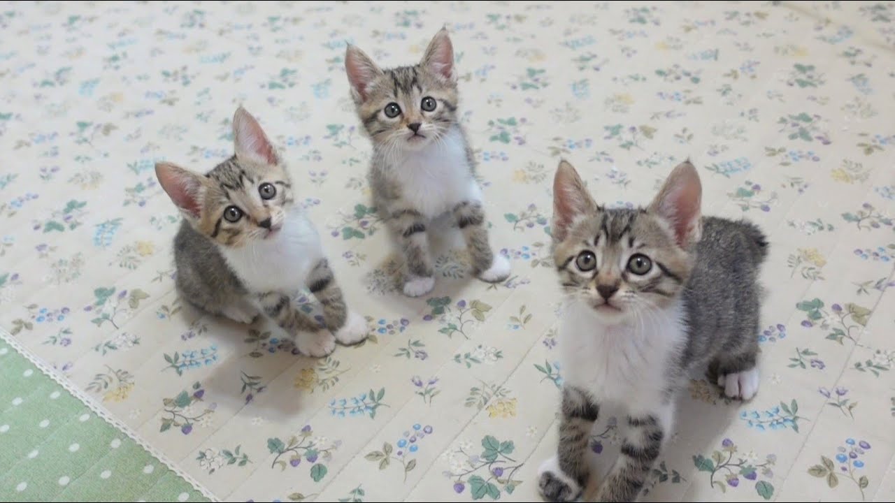 【生後47日】おもちゃでシンクロするそっくりな子猫たち
