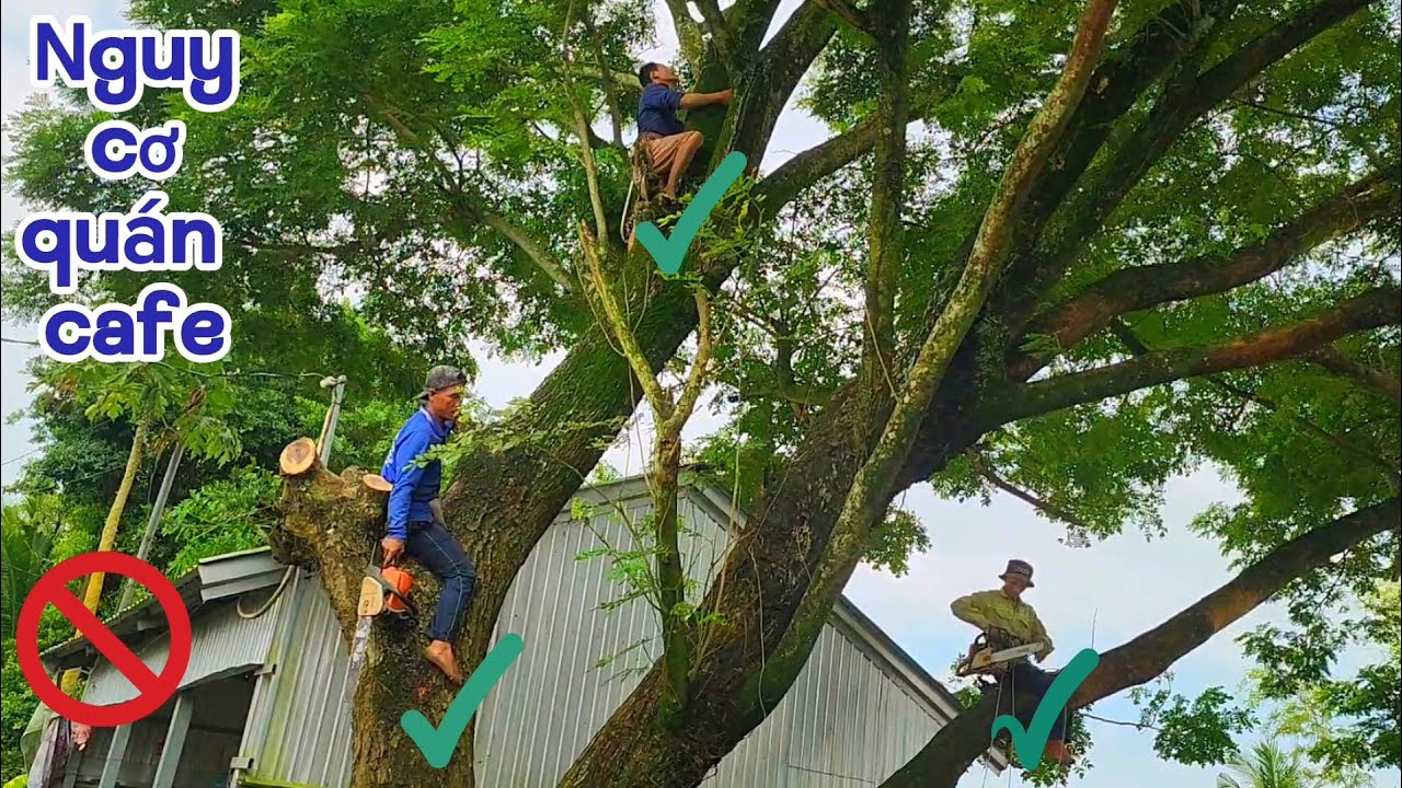 Cưa cây Còng khổng lồ gần nhà, gần dây điện / Sawing a giant Tamarind tree near the house | T760