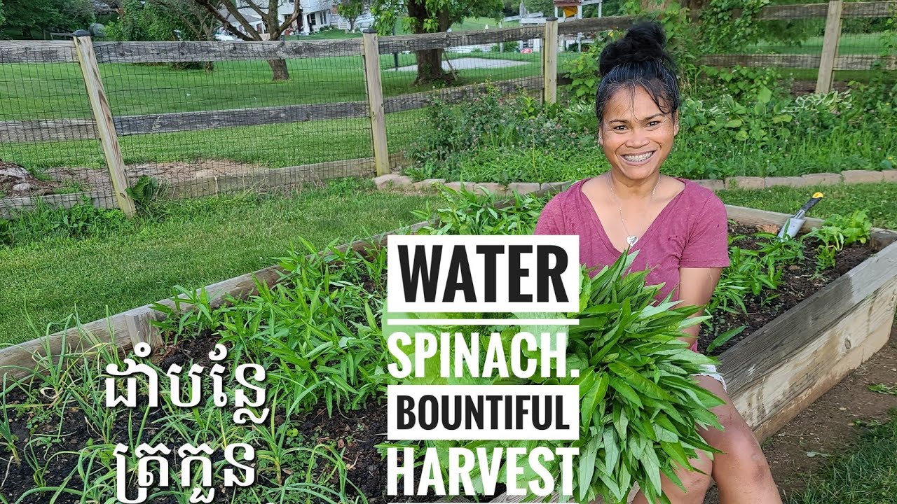 How To Grow Water Spinach Or Morning Glory From Seed To Harvest | Khmer Maryland Backyard Garden