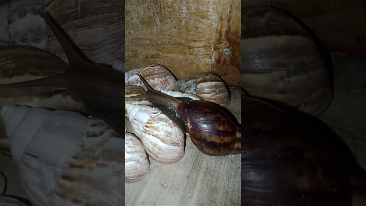 Amazing!! See how this giant snail gets past other snails #shorts