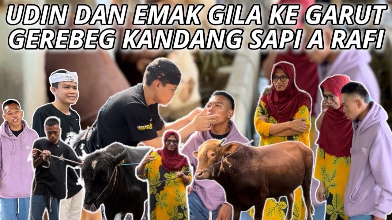 Daily vlog || UDIN DAN EMAK GILA GEREBEG KANDANG SAPI ⁉️ A RAFI BINGUNG MAU BELI SAPI 30 EKOR