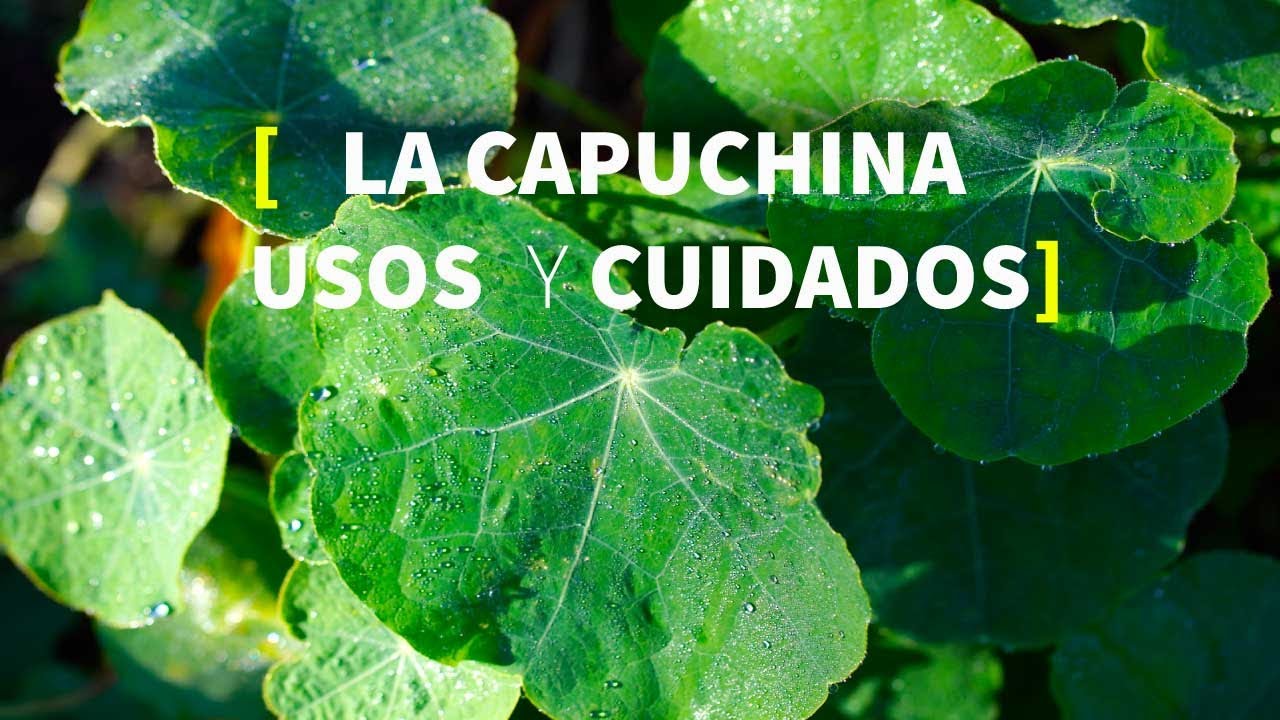 La CAPUCHINA en huerta ecológica, ASOCIACIONES, CUIDADOS, CLIMAS [TUTORIAL de usos en PERMACULTURA]