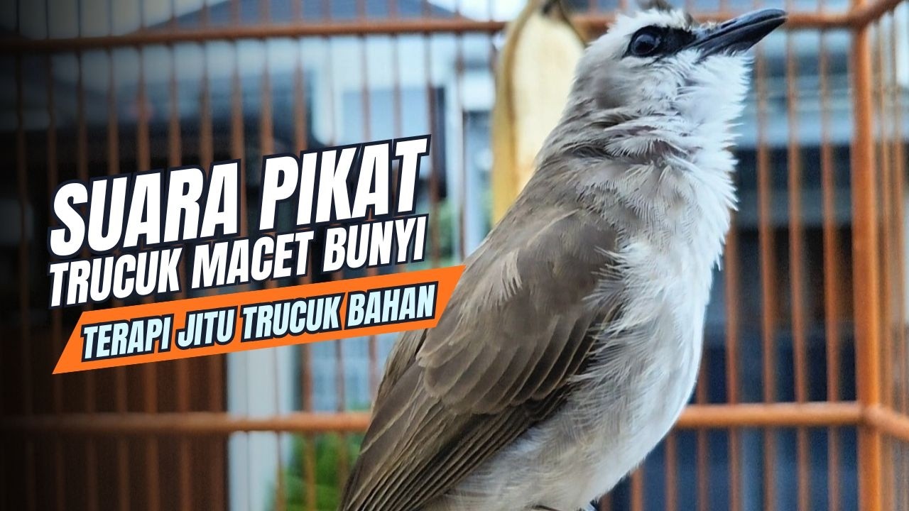 TRUCUKAN GACOR TARUNG ROPEL PANJANG Pancingan trucukan Agar Bunyi Jadikan Burung Trucuk Gacor Nyaut