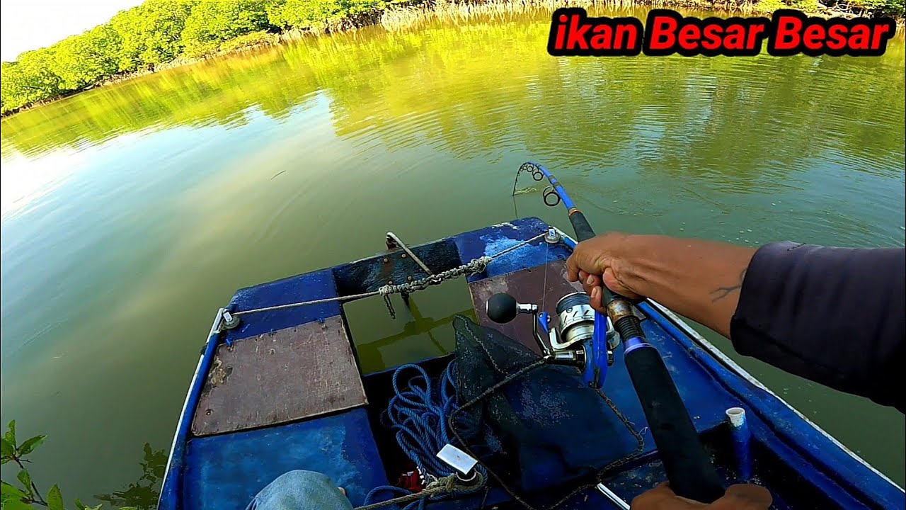 ikan Besar Seperti ini Kan Yg Anda Mau,, ikan Besar Kesukaan Para Penonton