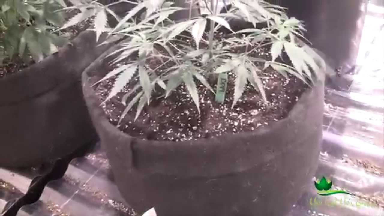 Remo vs Advanced Nutrients - Ep. 4 Moving up to the Gavita spectrum