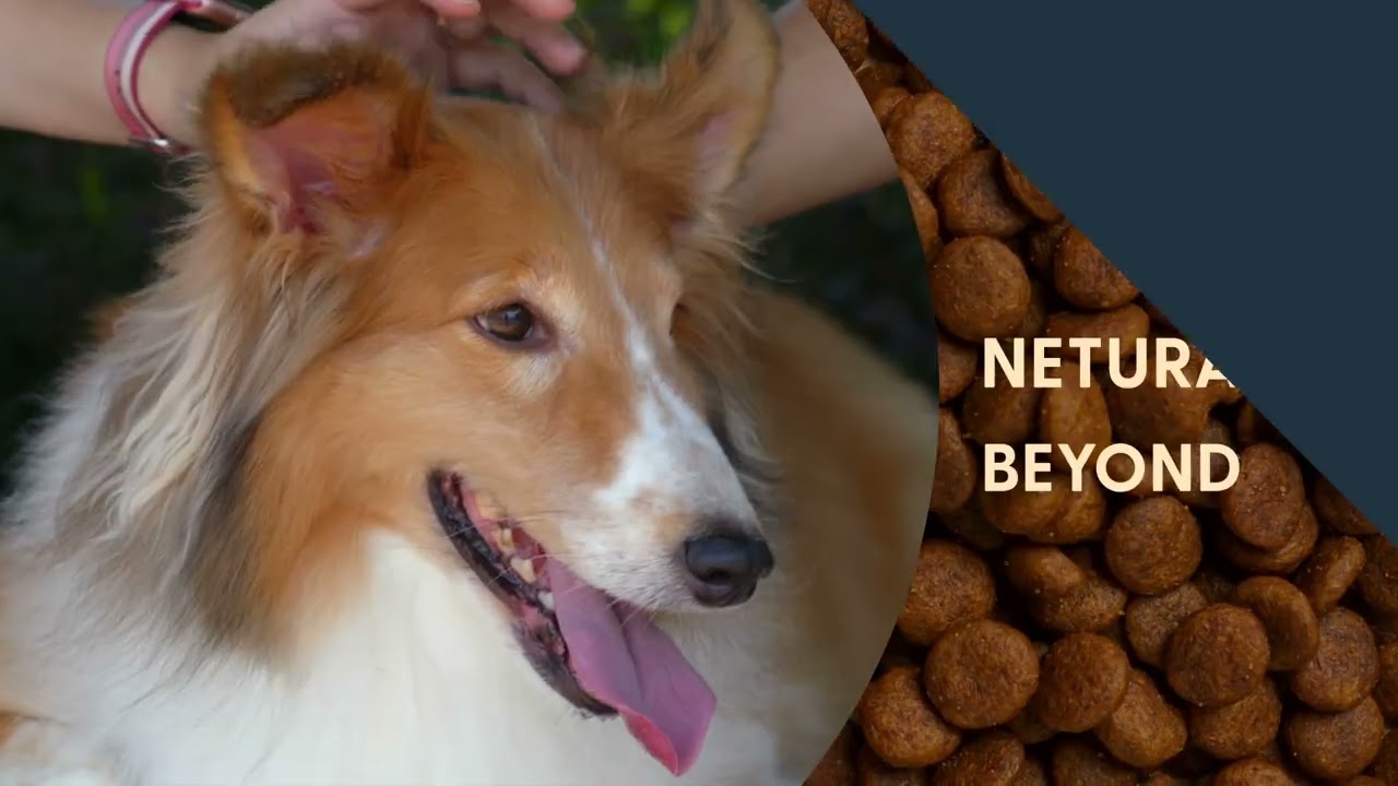 Buzz : Cook with heart, Feed with love