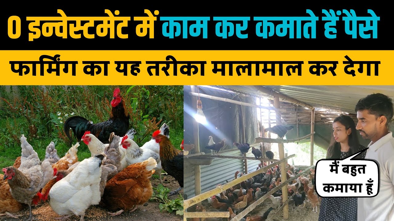 इस युवा ने 5-10 हज़ार खर्च कर मुर्गी पालन से कमाए लाखों रुपये। जानिए Chicken Farming कैसे करें