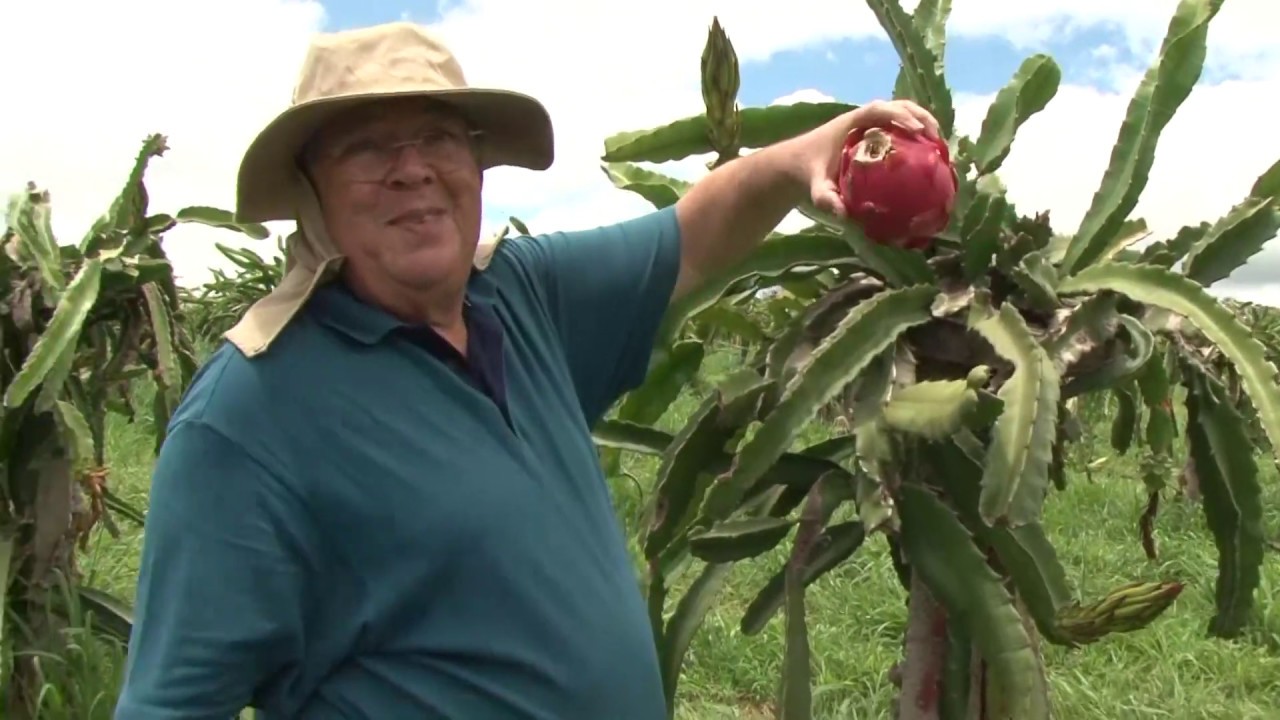 PRODUÇÃO DE PITAYA E OUTROS FRUTOS EXÓTICOS EM GOIÁS