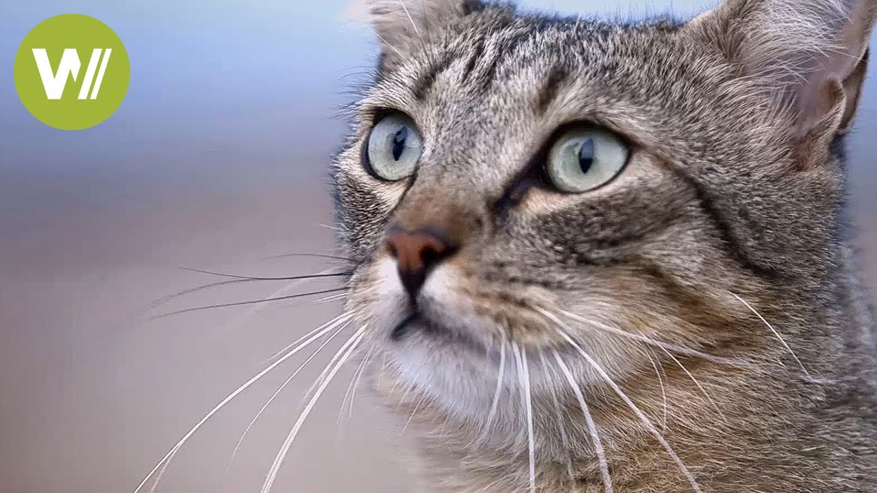 猫の一日 | 英語字幕付き動物ドキュメンタリー、2014年