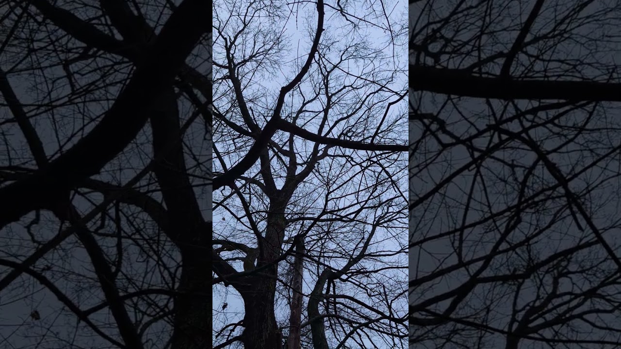 Winter Geese Flying