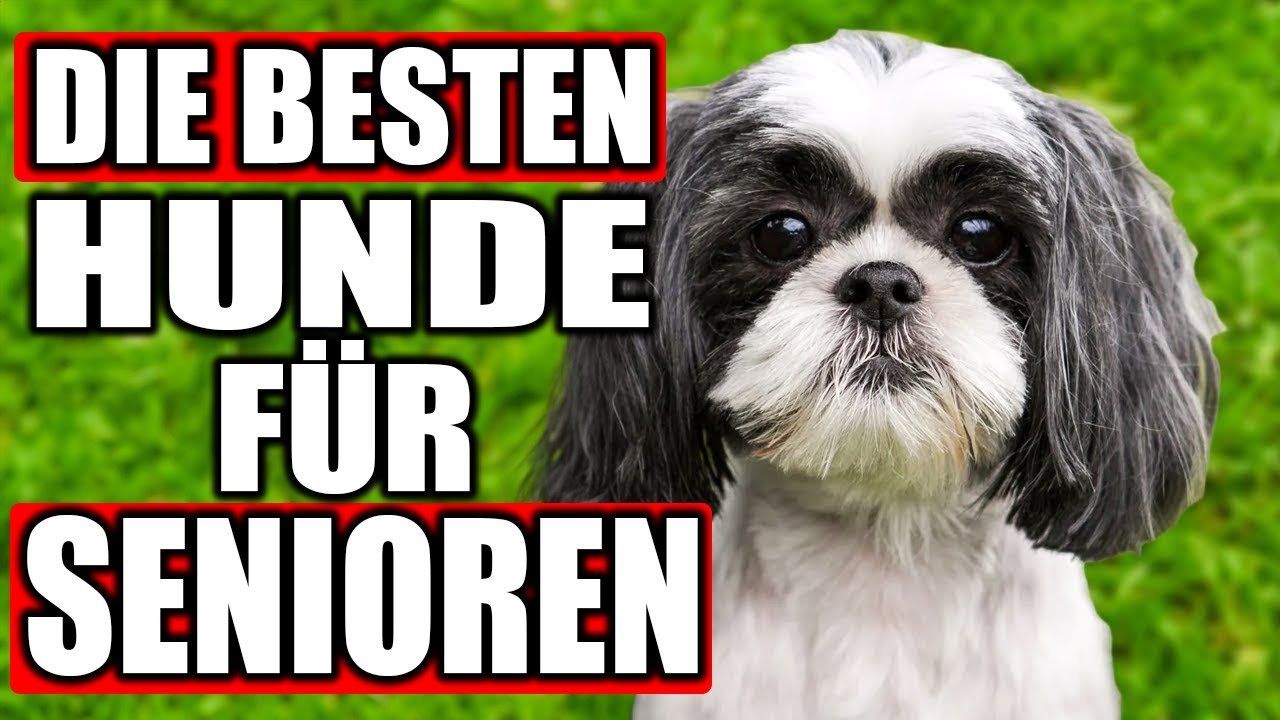 Top 14 BESTE Hunderassen für SENIOREN!