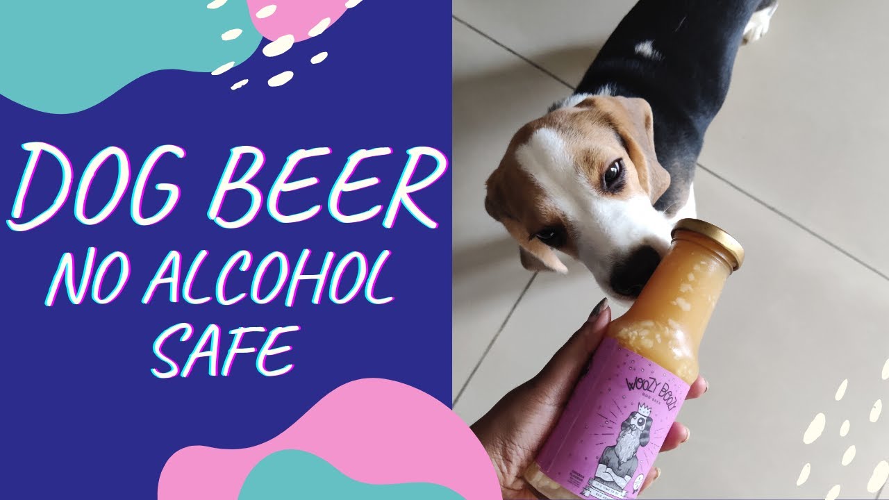 Beagle Trying Dog Beer For First Time | Muffin | TheBeagleMuffin 🍻