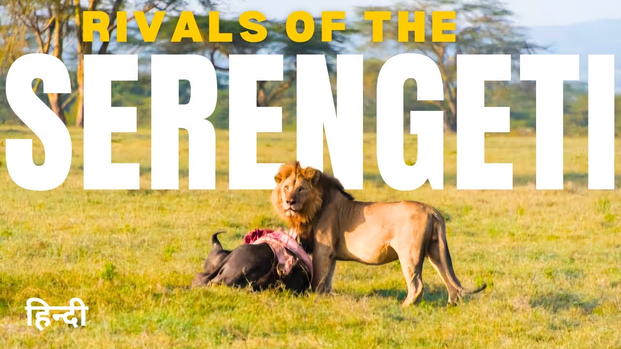 Rivals of The Serengeti: Lions Hyenas | Wildlife documentary Hindi | animal documentary hindi dubbed