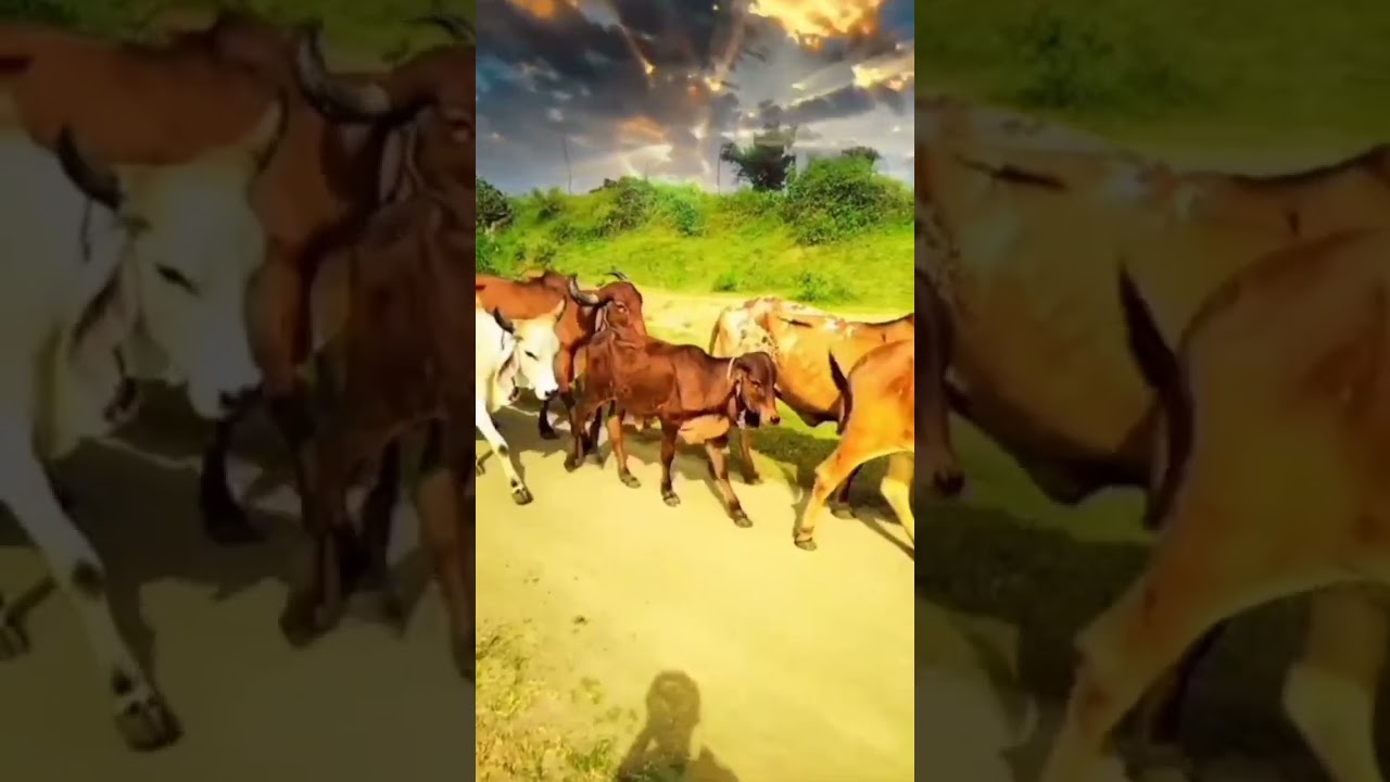 #top10 #vairalvideo #ram #subscribe #animals #cow #gandigir #shortvideo #girgay